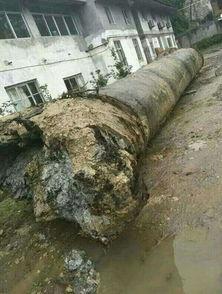 乌木骗局 2：防弹