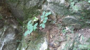 绝处逢生,逆境中的希望与突破